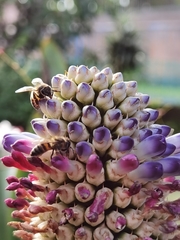Aechmea mariae-reginae