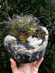 Mammillaria compressa