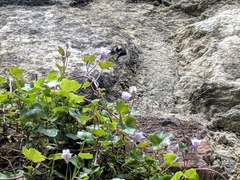 Apinae
