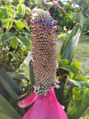 Aechmea mariae-reginae