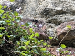 Apinae