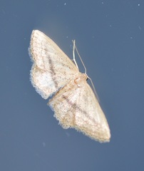 Idaea mediaria