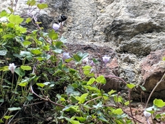 Apinae