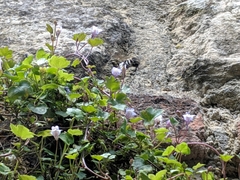 Apinae