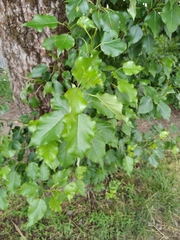 Populus