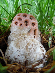 Clathrus transvaalensis