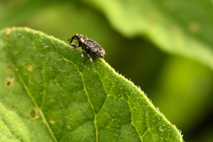 Lepidobaris latisquamis