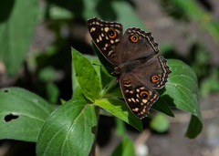 Junonia lemonias aenaria