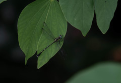 Leptogomphus sauteri formosanus