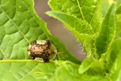 Helocassis testudinaria