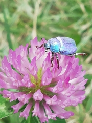 Hoplia coerulea
