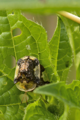 Helocassis testudinaria