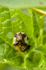 Helocassis testudinaria