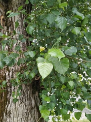Populus