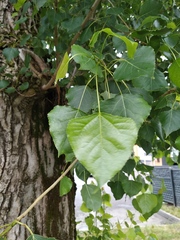 Populus