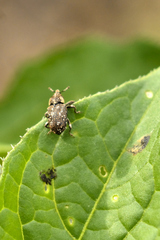 Lepidobaris latisquamis
