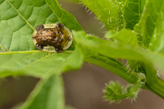Helocassis testudinaria