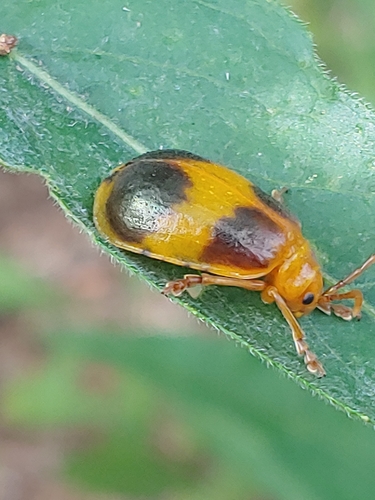 Larger Elm Leaf Beetle
