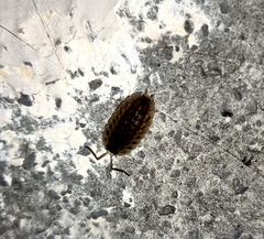 Porcellio ribauti