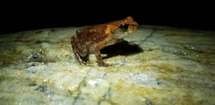 Bufo stejnegeri