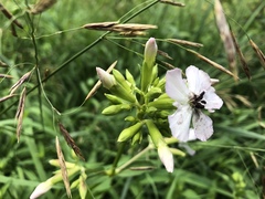 Microbotryum saponariae