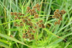 Scirpus georgianus