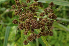 Scirpus georgianus