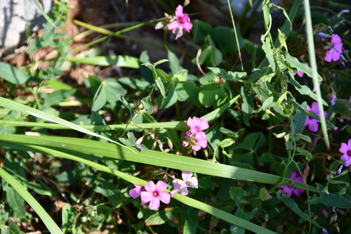 Ružičasti cecelj (Oxalis articulata)