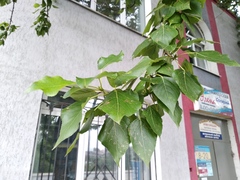 Populus