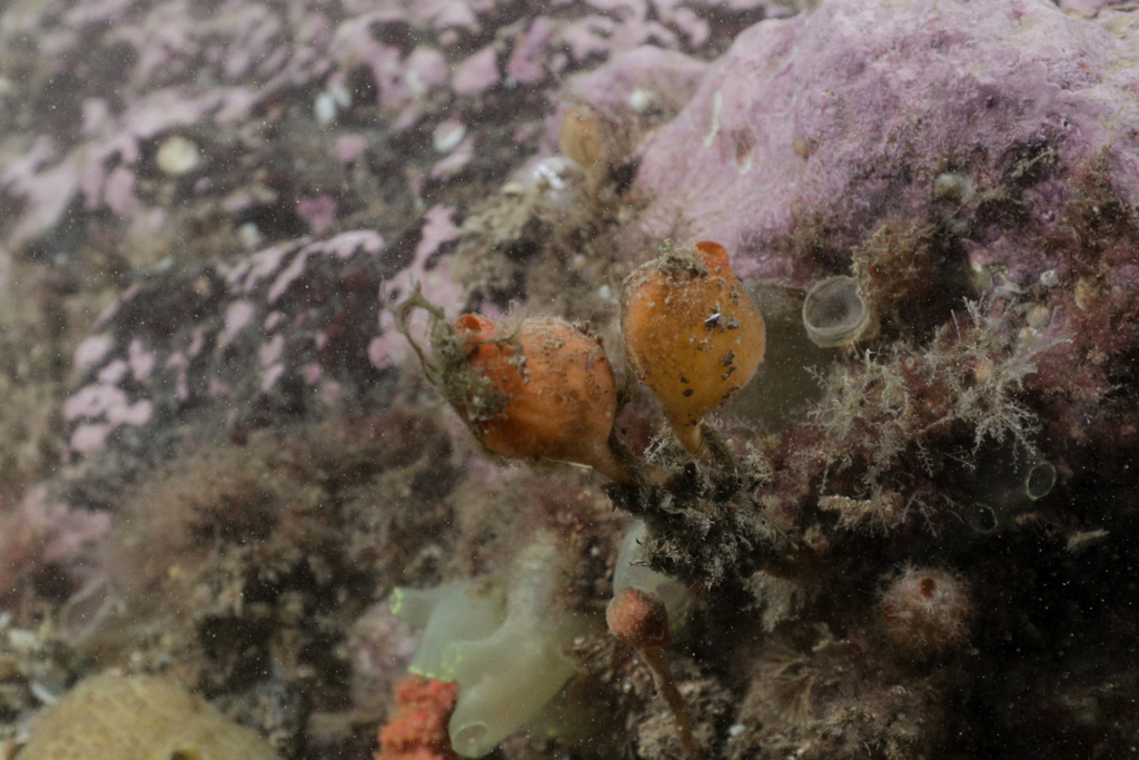 Stalked Sea Squirt