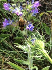 Hemaris diffinis