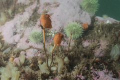 Boltenia ovifera