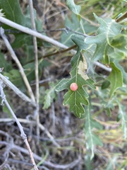 Xanthoteras eburneum