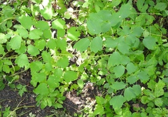 Thalictrum aquilegiifolium
