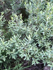 Myrica