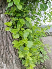 Populus