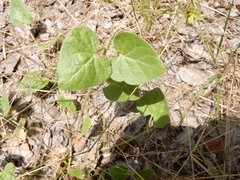 Matelea cynanchoides