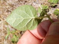Matelea cynanchoides