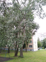 Populus alba