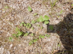 Matelea cynanchoides