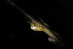 Cryptotympana atrata