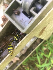 Phimenes flavopictus formosanus