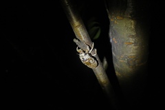 Cryptotympana atrata