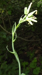 Lactuca quercina