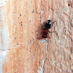 Mutilla quinquemaculata