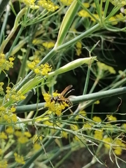 Polistes gallicus