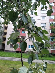 Populus alba