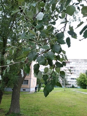 Populus alba