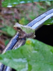 Hyla chrysoscelis