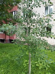 Populus tremula